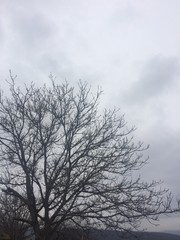 Leafless trees, photos of cloudy weather
