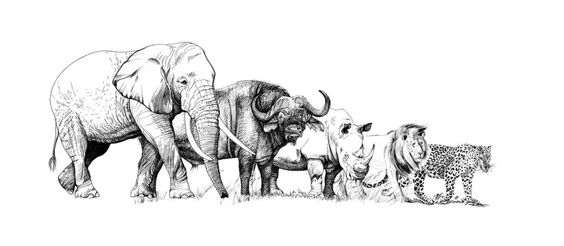 Big african five animal. Hand drawn illustration