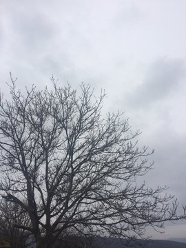 Leafless trees, photos of cloudy weather