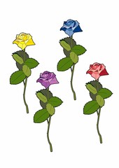 Four different colored roses