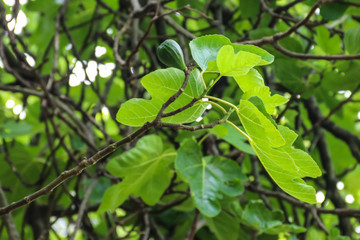 Fototapeta na wymiar Fig tree (Ficus carica) with unripe green fruits close-up