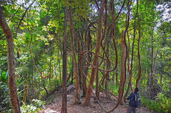 Fototapeta Touris hiking in the deep jungle of the Khao Yai national park in Thailand , Asia