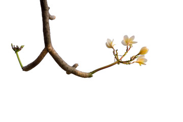Plumeria Flower (Frangipani, Temple tree) isolated on white background.
