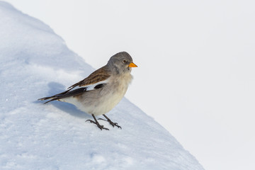 white-winged snowfinch bird (montifringilla nivalis) standing in snow