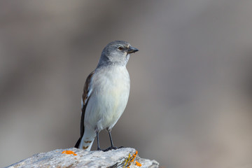 Fototapeta premium portrait isolated white-winged snowfinch bird (montifringilla nivalis)