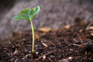 Sprout