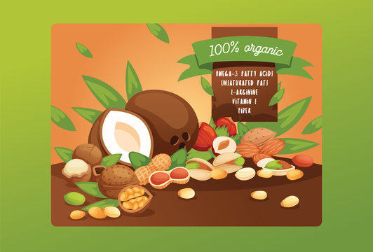 Nut vector nutshell of hazelnut walnut and almond nuts backdrop organic food nutrition with cashew peanut and chestnuts nutmeg illustration background banner