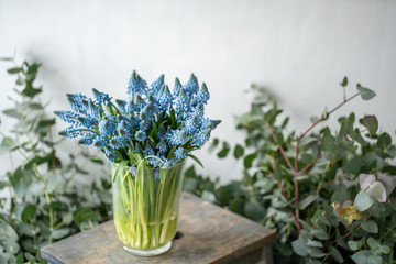Bouquet of blue muscari flowers in glass vase on wooden table. Spring bulbous flowers. Flower shop concept
