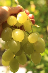 a bundle of grapes in hand