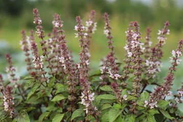 basil flowers