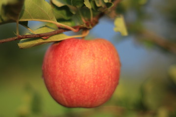 red  apple on a branch