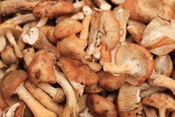 mushroom background closeup