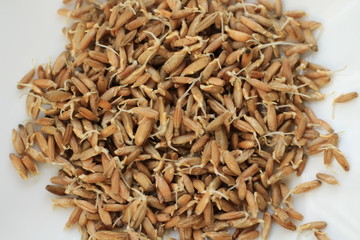 sprouted rye