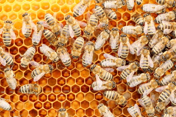 viele arbeitende Honigbienen