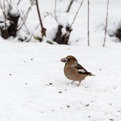 Beautiful Hawfinch on a snowy ground