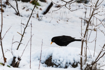 Blackbird on a snowy ground