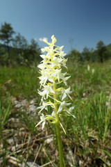 einzelne Orchidee, weißes Waldvögelein