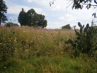 florece 9
