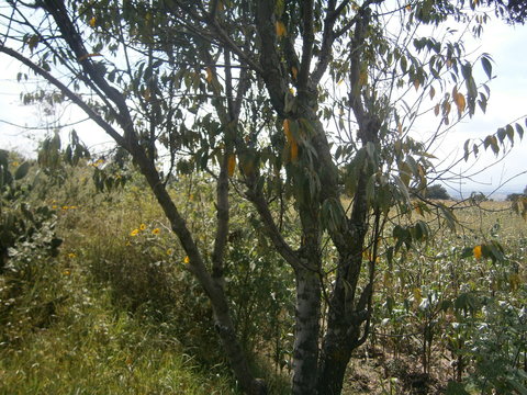 capulin