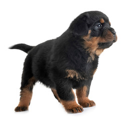 puppy rottweiler in studio