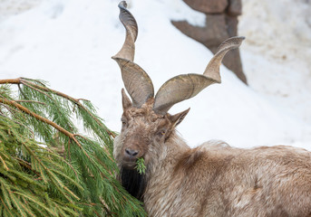 The Markhor. Horned goat or markhor is a cloven-hoofed mammal of genus of mountain goats. Markhor is an extremely beautiful animal. He fell into the category of endangered species.