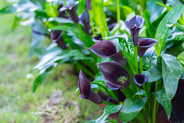 Close-up of black lily flowers in garden.