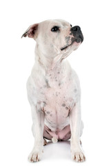 Obraz premium staffordshire bull terrier