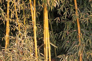 Bamboo