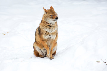 Golden Jackal. Jackals are usually small in size. In appearance, the Jackal is very similar to the gray wolf, in fact, it is a small copy. Ordinary jackals are also called cane wolves.