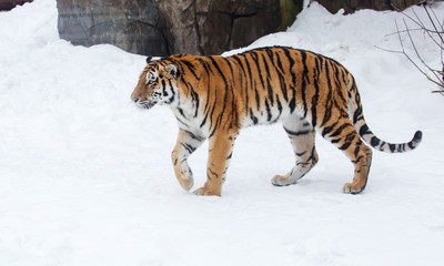 The Amur leopard or the Siberian tiger. This predator of the cat family, which is one of the main representatives of the genus Panther.