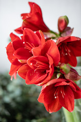 Close up of a red amaryllis. Amaryllis flowers in Glass vase. Flower shop concept, Wallpaper
