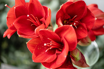 Close up of a red amaryllis. Amaryllis flowers in Glass vase. Flower shop concept, Wallpaper - obrazy, fototapety, plakaty