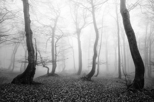 Fototapeta Foggy Forest of Spooky Trees in Autumn, Black and White