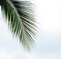 Palm leaves on white