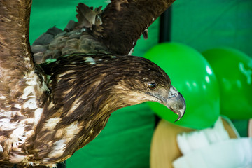 Wypchany jastrząb © Heroc