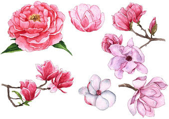 Watercolor botany set - peony and magnolia flowers