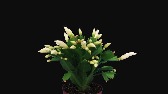 Time-lapse of growing and blooming white Christmas cactus (Schlumbergera) 3a1 in PNG+ format with ALPHA transparency channel isolated on black background