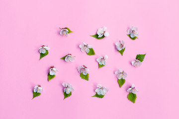 Spring blossom. springtime apple bloom, pink flowers background, pastel and soft floral card, selective focus,