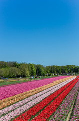 Fototapeta na wymiar Colorful tulips along a canal in Noordoostpolder, Netherlands
