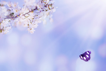baumblüte im frühling hintergrund