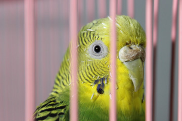 green parrot