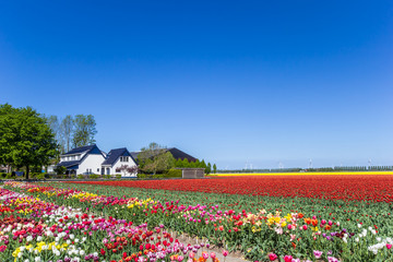 Field of colorful tulips and a house in The Netherlands