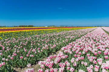 Field of colorful tulips in Noordoostpolder, Netherlands