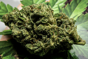 Cured Grand Funk OG Cannabis Flower