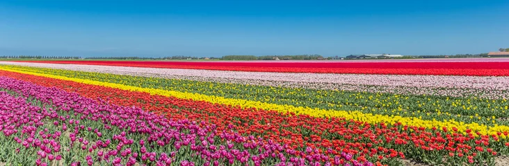 Gordijnen Panorama of a colorful tulips field in Noordoostpolder, Netherlands © venemama