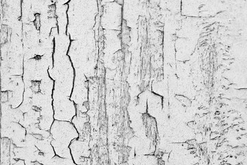 Old weathered wood texture with peeling white paint. Grunge background. Scratched white painted wooden background. Close up wooden texture.
