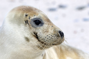 Robbenportrait im Profil