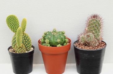 Collection of small cactus or succulent plants on white and grey background.