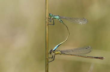 A pair of mating Common Blue Damselfly (Enallagma cyathigerum) perched on a reed.