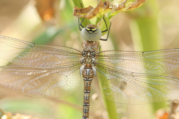 A head shot of a Migrant Hawker Dragonfly (Aeshna mixta) perching on a plant.